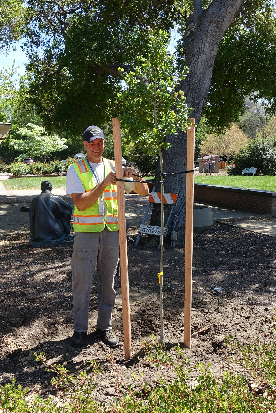 Man securing a ten foot tall  newly planted oak between two stakes.
